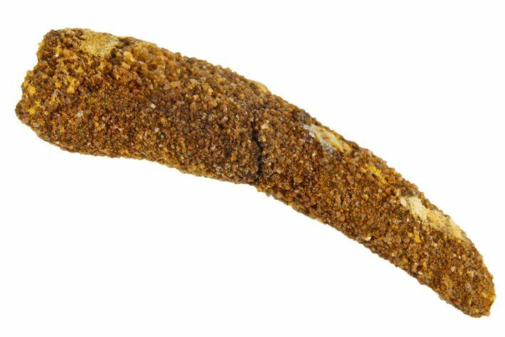 Bargain, Fossil Pterosaur (Siroccopteryx) Tooth - Morocco #329012